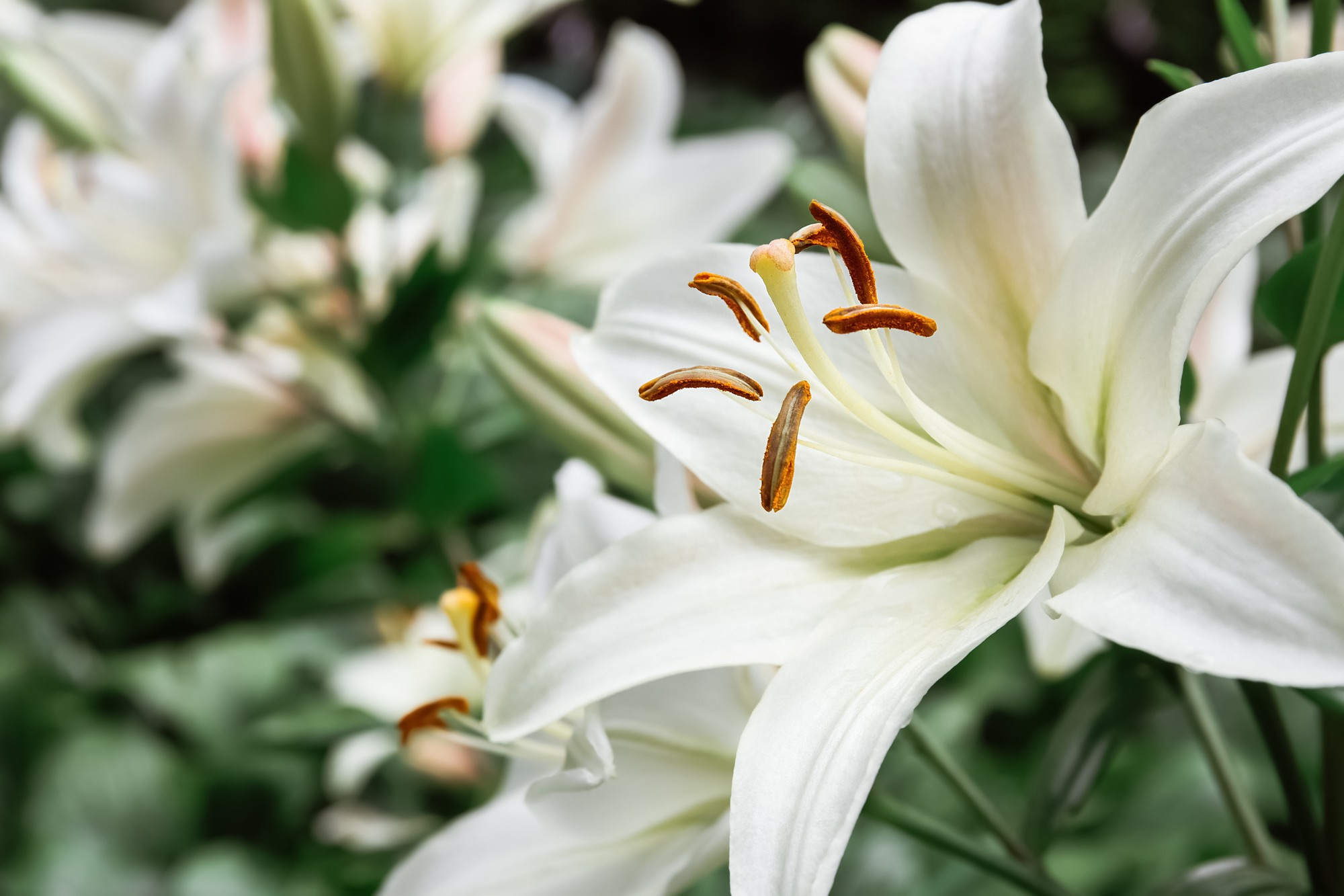 White lilies