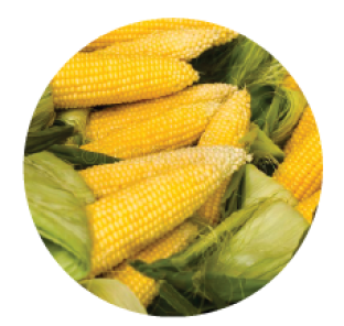 Circular image of ears of corn