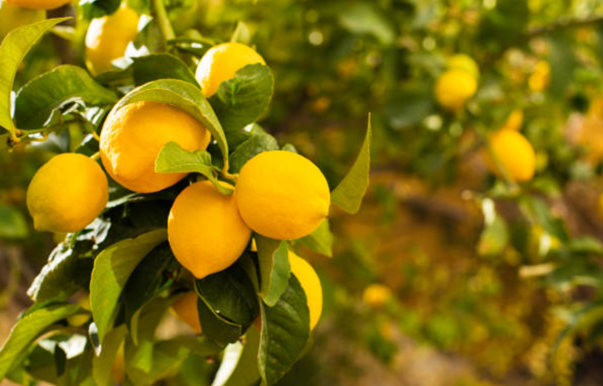 Lemons on a lemon tree